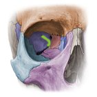 <p>small v-shaped fissure in the orbit (superior)</p>