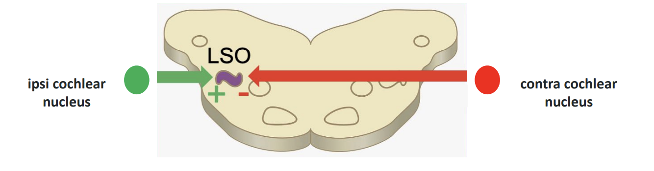 <p><strong>Excitatory</strong> input from the ear <u>ipsilateral </u>to LSO </p><p><strong>Inhibitory</strong> input from the ear <u>contralateral </u>to LSO </p><p></p><p>— Spike rate varies continuously as sound direction moves: </p><ul><li><p>More <strong>intense sound to ipsi ear</strong> → <u>gradual decrease</u> in spiking </p></li><li><p>More <strong>intense sound to contra ear</strong> → <u>steeper decrease </u>in spiking</p></li></ul><p></p>