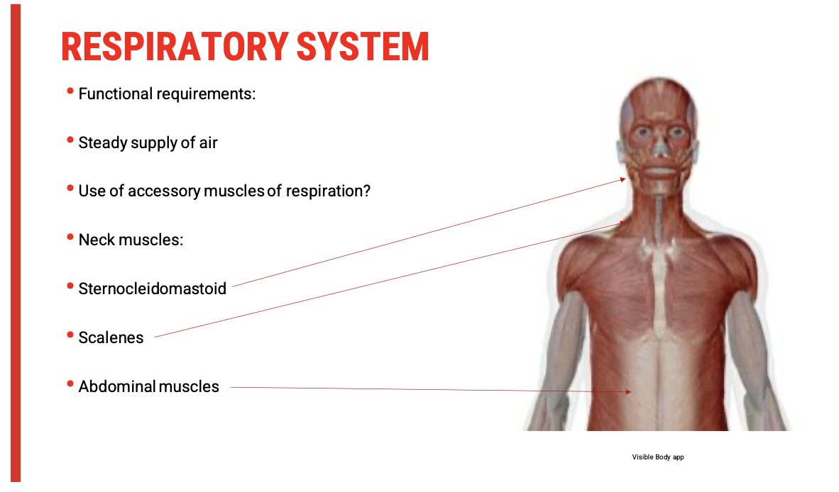 <ul><li><p><span><strong>Overuse of accessory muscles</strong>&nbsp;(e.g.,&nbsp;<strong>sternocleidomastoid, scalenes, abdominal muscles</strong>) suggests that&nbsp;<strong>quiet inspiration and expiration</strong>&nbsp;are insufficient.</span></p></li><li><p><span>This often indicates:</span></p><ul><li><p><span><strong>Increased work of breathing</strong></span></p></li><li><p><span><strong>Fatigue during speech</strong></span></p></li><li><p><span><strong>Compensatory strategies</strong>&nbsp;due to reduced respiratory efficiency</span></p></li><li><p><span><strong>Underlying neuromuscular weakness or rigidity</strong>&nbsp;(common in Parkinson's)</span></p></li></ul></li></ul><p>&nbsp;</p><p><span data-name="eyes" data-type="emoji">👀</span><span><strong> What to Look For</strong></span></p><table style="min-width: 75px"><colgroup><col style="min-width: 25px"><col style="min-width: 25px"><col style="min-width: 25px"></colgroup><tbody><tr><td colspan="1" rowspan="1" style="border-width: 0pt; vertical-align: top; width: 2.3368in; padding: 4pt;"><p><span><strong>Muscle Group</strong></span></p></td><td colspan="1" rowspan="1" style="border-width: 0pt; vertical-align: top; width: 3.3291in; padding: 4pt;"><p><span><strong>Signs of Use</strong></span></p></td><td colspan="1" rowspan="1" style="border-width: 0pt; vertical-align: top; width: 1.9409in; padding: 4pt;"><p><span><strong>What It Might Indicate</strong></span></p></td></tr><tr><td colspan="1" rowspan="1" style="border-width: 0pt; vertical-align: top; width: 2.3368in; padding: 4pt;"><p><span><strong>Neck muscles</strong></span>(sternocleidomastoid, scalenes)</p></td><td colspan="1" rowspan="1" style="border-width: 0pt; vertical-align: top; width: 3.3486in; padding: 4pt;"><p>Elevated shoulders, neck strain, visible contraction during inhalation</p></td><td colspan="1" rowspan="1" style="border-width: 0pt; vertical-align: top; width: 1.9409in; padding: 4pt;"><p>Reliance on accessory inspiration</p></td></tr><tr><td colspan="1" rowspan="1" style="border-width: 0pt; vertical-align: top; width: 2.3368in; padding: 4pt;"><p><span><strong>Abdominal muscles</strong></span></p></td><td colspan="1" rowspan="1" style="border-width: 0pt; vertical-align: top; width: 3.3291in; padding: 4pt;"><p>Forceful abdominal movement during exhalation, visible tensing</p></td><td colspan="1" rowspan="1" style="border-width: 0pt; vertical-align: top; width: 1.9409in; padding: 4pt;"><p>Compensation for weak expiratory drive</p></td></tr><tr><td colspan="1" rowspan="1" style="border-width: 0pt; vertical-align: top; width: 2.3368in; padding: 4pt;"><p><span><strong>Upper chest</strong></span></p></td><td colspan="1" rowspan="1" style="border-width: 0pt; vertical-align: top; width: 3.3291in; padding: 4pt;"><p>Shallow, clavicular breathing pattern</p></td><td colspan="1" rowspan="1" style="border-width: 0pt; vertical-align: top; width: 1.9409in; padding: 4pt;"><p>Reduced diaphragmatic activity</p></td></tr></tbody></table><p>&nbsp;</p><p>&nbsp;</p><p><span data-name="stethoscope" data-type="emoji">🩺</span><span><strong> Clinical Relevance in Parkinson's Disease</strong></span></p><ul><li><p><span><strong>Bradykinesia</strong>&nbsp;and&nbsp;<strong>rigidity</strong>&nbsp;can impair diaphragm movement.</span></p></li><li><p><span>Patients may&nbsp;<strong>recruit accessory muscles</strong>&nbsp;more readily.</span></p></li><li><p><span>Result:&nbsp;<strong>fatigued, breathy, and poorly projected speech</strong>.</span></p></li></ul><p>&nbsp;</p><p><span data-name="check_mark_button" data-type="emoji">✅</span><span><strong> Assessment Tip</strong></span></p><p>Ask the client to:</p><ul><li><p><span><strong>Take a deep breath</strong>&nbsp;— observe where movement occurs (chest vs abdomen).</span></p></li><li><p><span><strong>Sustain a vowel</strong>&nbsp;— time it and listen for volume drop or vocal fatigue.</span></p></li><li><p><span><strong>Read a short passage</strong>&nbsp;— note phrasing and breath breaks</span></p></li></ul><p></p>