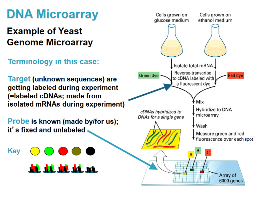 <p>target: unknown sequence getting labeled during experiment (cDNAs made from isolated mRNAs during experiment)</p><p>probe: what is known for us; fixes and unlabeled</p>