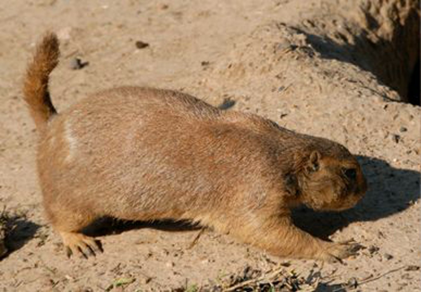 <p>Identify the species shown:</p>