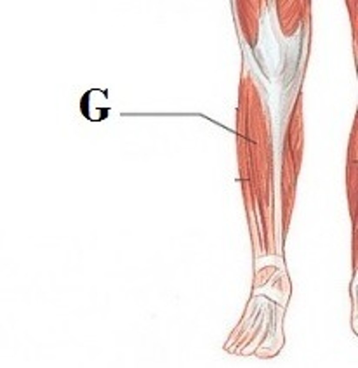 <p>DEFINITION</p><p>muscle is situated along the outside of the lower leg, just behind the tibialis anterior. It comes from close to the midline of the tibia and the shaft of the fibula.</p>