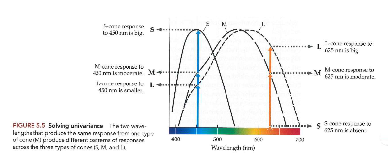 <ul><li><p>verschillen tussen golflengten of combinaties van golflengten: precies detecteren → want we hebben meer dan 1 type kegelfotoreceptor</p></li><li><p>via 3 kegeltypes: verschil zien tussen licht van verschillende golflengten</p></li><li><p>reacties van 3 kegels op 2 golflengten: 450 &amp; 625nm</p><ul><li><p>zouden dezelfde reactie opleveren bij M-kegel (indien univariance)</p></li><li><p>MAAR: de 2 golflengten produceren verschillende outputs van L-kegels &amp; S-kegels</p></li></ul></li></ul><p>= trichromatische theorie van kleurzicht</p><p></p>