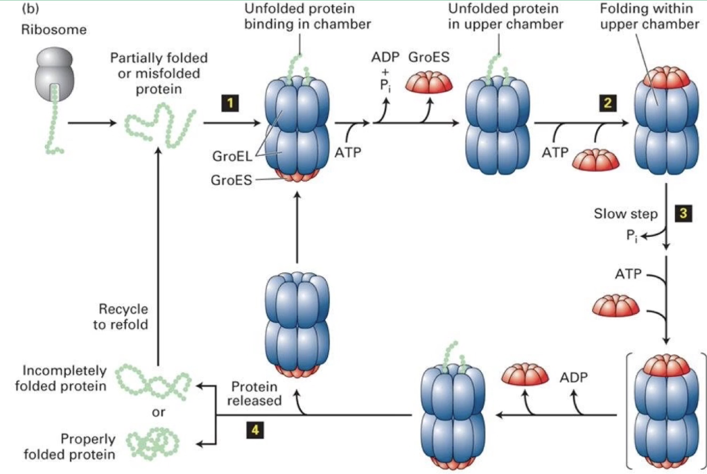 <ul><li><p class=""><strong>Alternating chambers</strong>: Only one GroEL ring folds protein at a time</p></li><li><p class=""><strong>Folding process:</strong></p><ol><li><p class="">Spent chamber releases GroES + ADP</p></li><li><p class="">Opposite chamber binds new peptide + ATP</p></li><li><p class="">GroES cap seals chamber</p></li><li><p class="">Conformational change enlarges chamber for protein folding</p></li><li><p class="">After folding, ATP hydrolysis removes GroES cap</p></li><li><p class="">Protein diffuses out (folded or not)</p></li><li><p class="">Cycle repeats using the alternate chamber if needed</p></li></ol></li></ul><p></p>