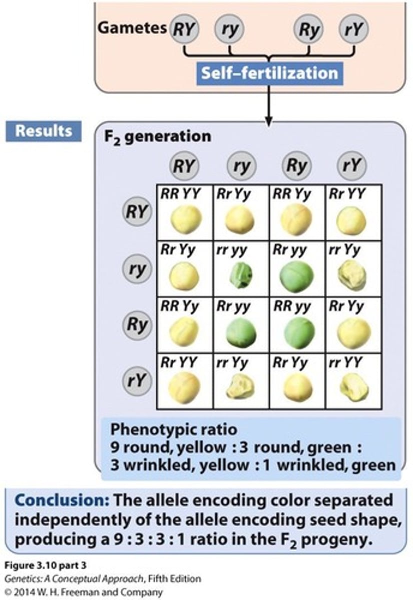 <p>9:3:3:1 ratio in the F2 generation.</p>