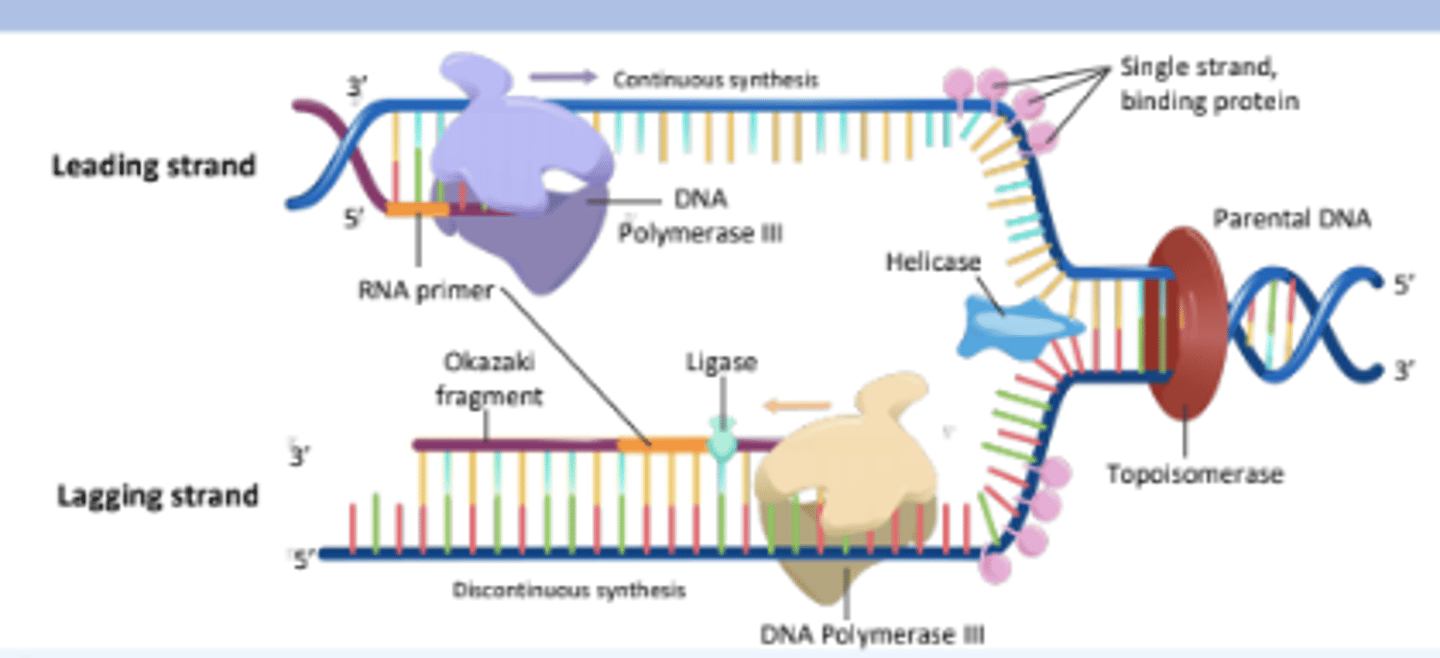 <p>The enzyme responsible for synthesizing new DNA strands by adding nucleotides in the 5' to 3' direction.</p>