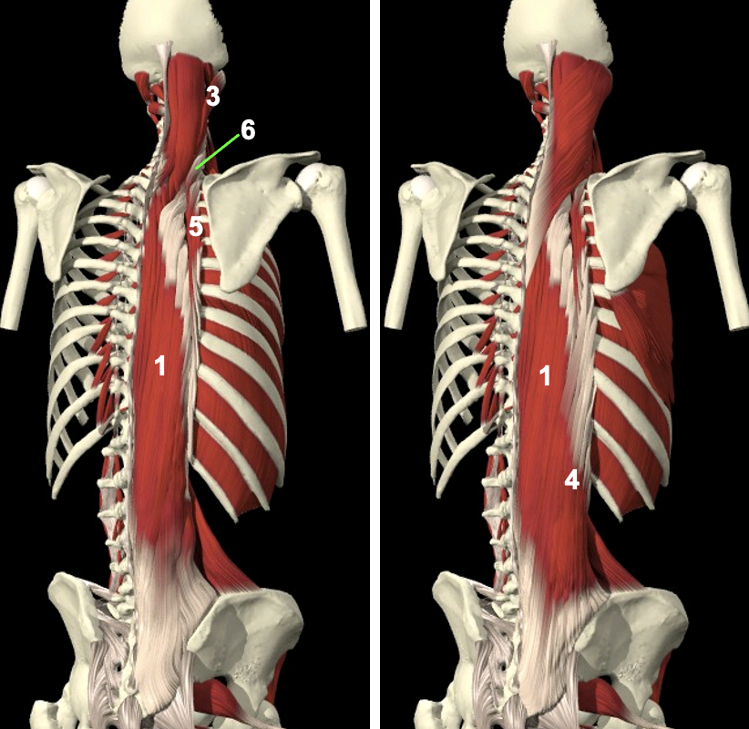<p><span><span>M. longissimus pars thoracalis</span></span></p>