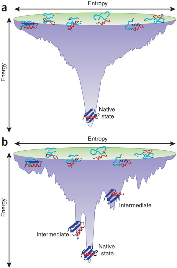 <p>Like a funnel; denatured are high entropy, folded are low entropy with many different conformations</p>