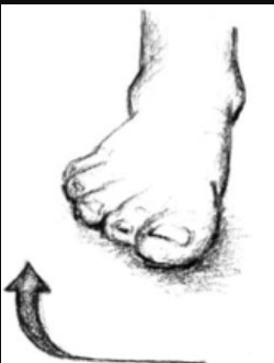 <p>movement of ankle where sole of the foot is rotated outward on the frontal plane</p>