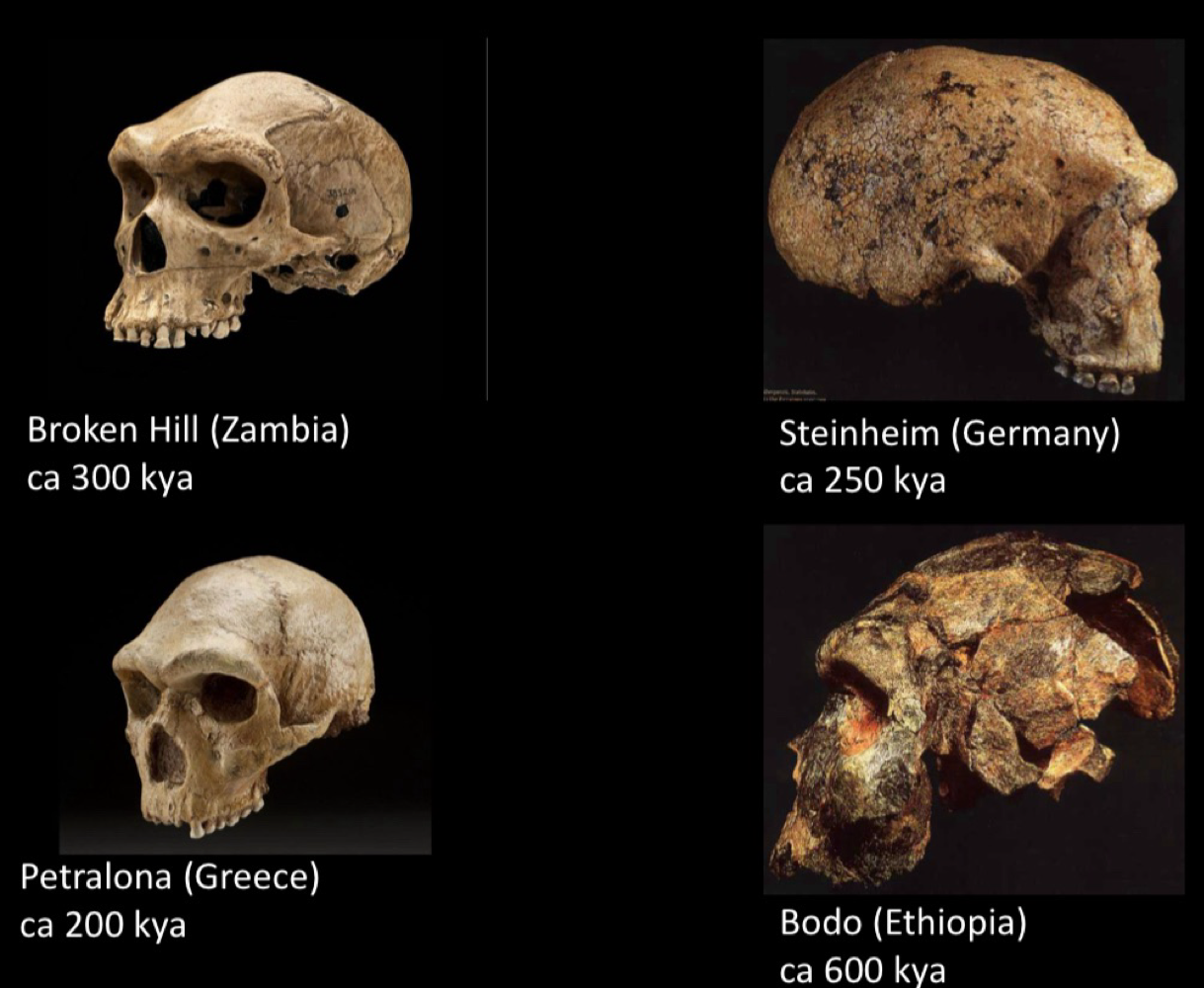 <ul><li><p>800-200 kya </p></li><li><p>Bipedal </p></li><li><p>Unknown fist molar eruption </p></li><li><p>Body mass: 80(?) large </p></li><li><p>Cranial capacity: 1200cc to 1300cc </p></li><li><p>Tools: Acheulian: hunt big game. </p></li></ul><p></p>