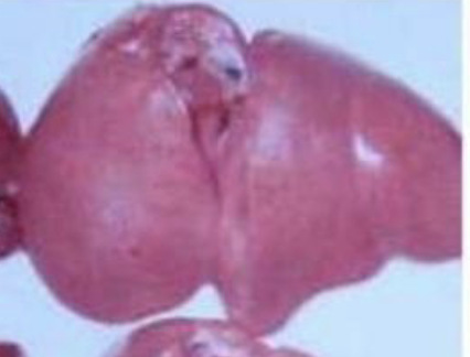 <p>what mycotoxin caused this light and big liver</p>