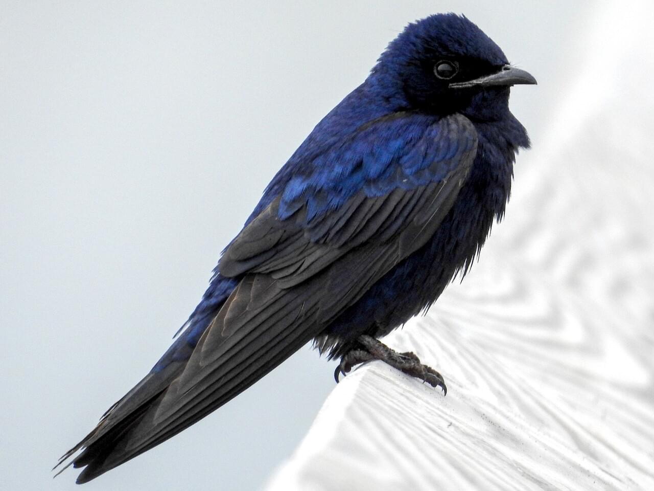 <p>Largest swallow; adult male glossy blue-purple, only swallow with black belly; colony nester.</p>