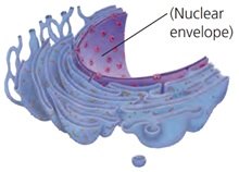 <p>Retikulum endoplasma (RE)</p>