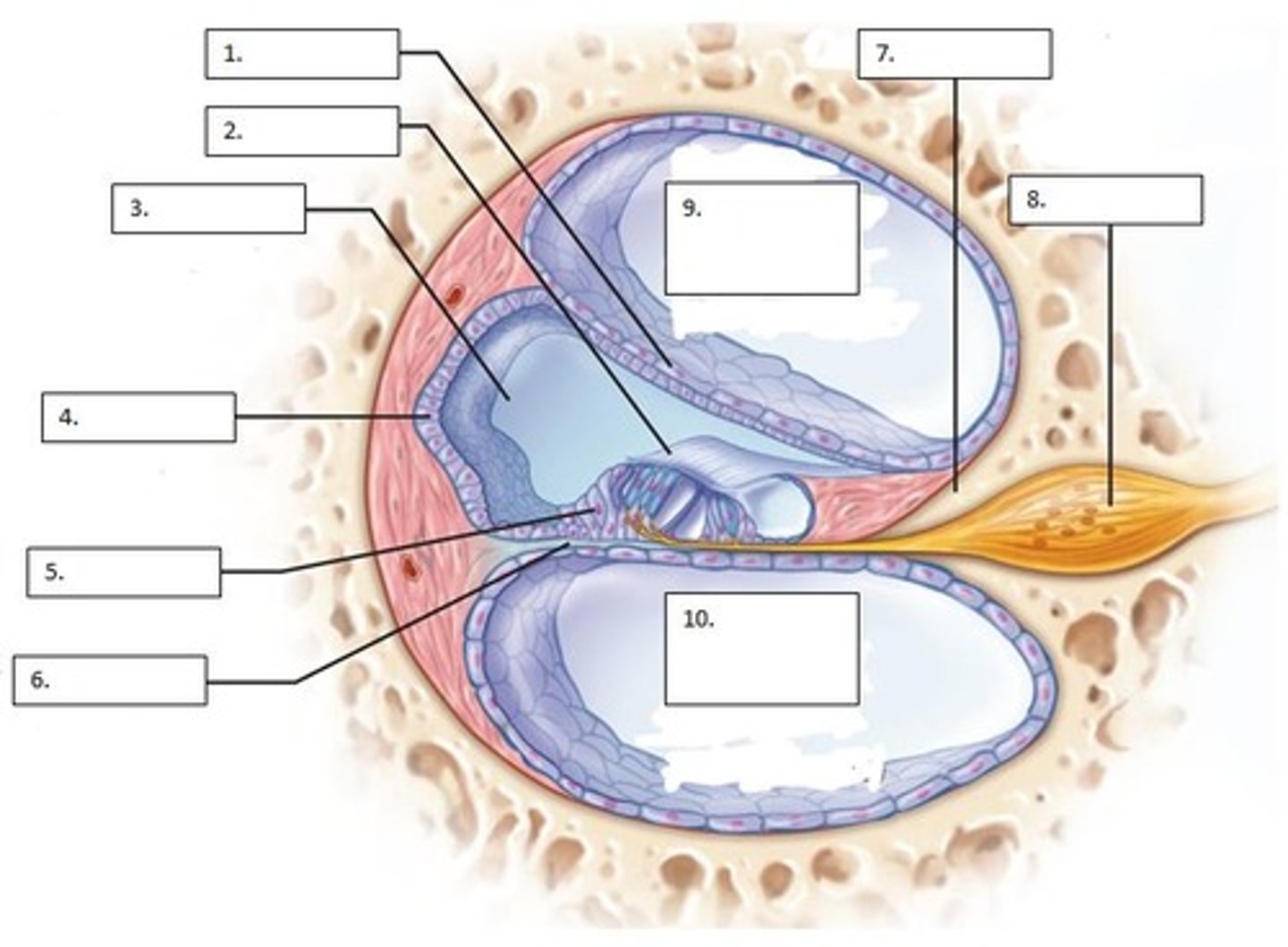 <p>what part of the ear is this? (9)</p>