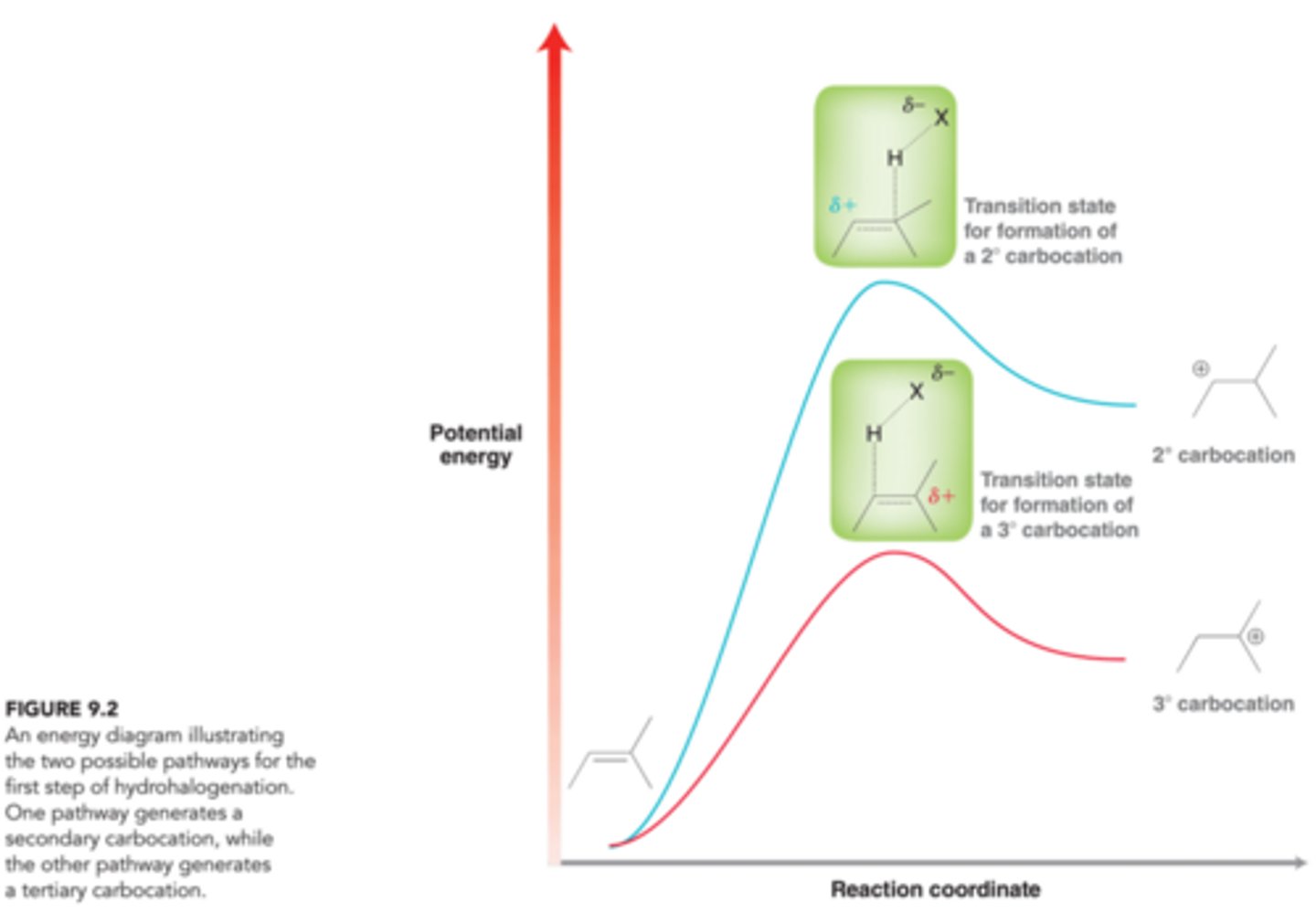 <p>As seen in image, the energy barrier for the formation of the tertiary carbocations will be smaller than the energy barrier for formation of the secondary carbocation, and as a result, the reaction will proceed more rapidly via the more stable carbocation intermediate.</p>