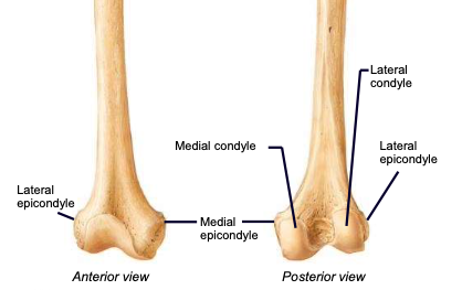 <p><span style="font-family: ArialMT">Lateral and medial </span><u><span style="font-family: ArialMT">condyles</span></u><span style="font-family: ArialMT"> articulate with the tibia; lateral and medial </span><u><span style="font-family: ArialMT">epicondyles</span></u><span style="font-family: ArialMT"> are the more raised parts of these condyles</span></p>