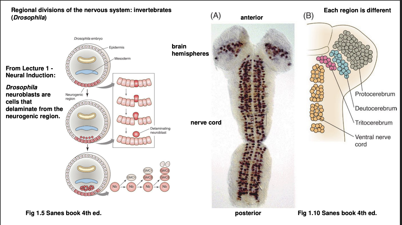 <ol><li><p>Neuroectoderm delaminate into neurolast cells</p></li><li><p>Stereotyped sequence of asymmetric cell divisions</p></li><li><p>give rise to population of neurons but in subdivisions</p><ul><li><p><strong>Anterior</strong>→ brain, in subdivisions: <strong>protocerebrum, deuterocerebrum, tritocerebrum</strong></p></li><li><p><strong>Posterior</strong>→ sub-oesophageal ganglion (homolgous to vertebrate brain stem) and (more posteriorly)→ thoracic and abdominal segments of the <strong>nerve cord</strong> (homoglous to spinal cord)</p></li></ul></li></ol><p></p><p></p>