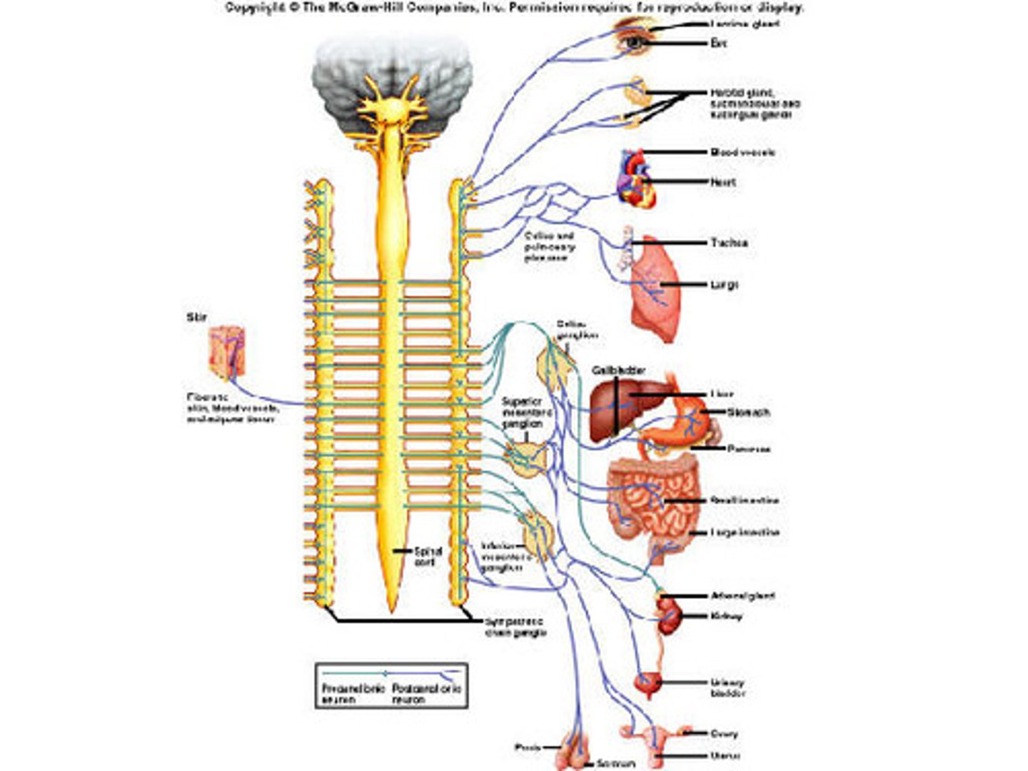 <p>The sympathetic nervous system's ganglia are all connected. This connected system of ganglia is called the sympathetic trunk, which would allow signals to spread between all the sympathetic neurons very quickly.</p>