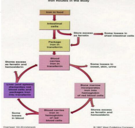 <p>Iron Route in Body after iron is in transferrin</p>