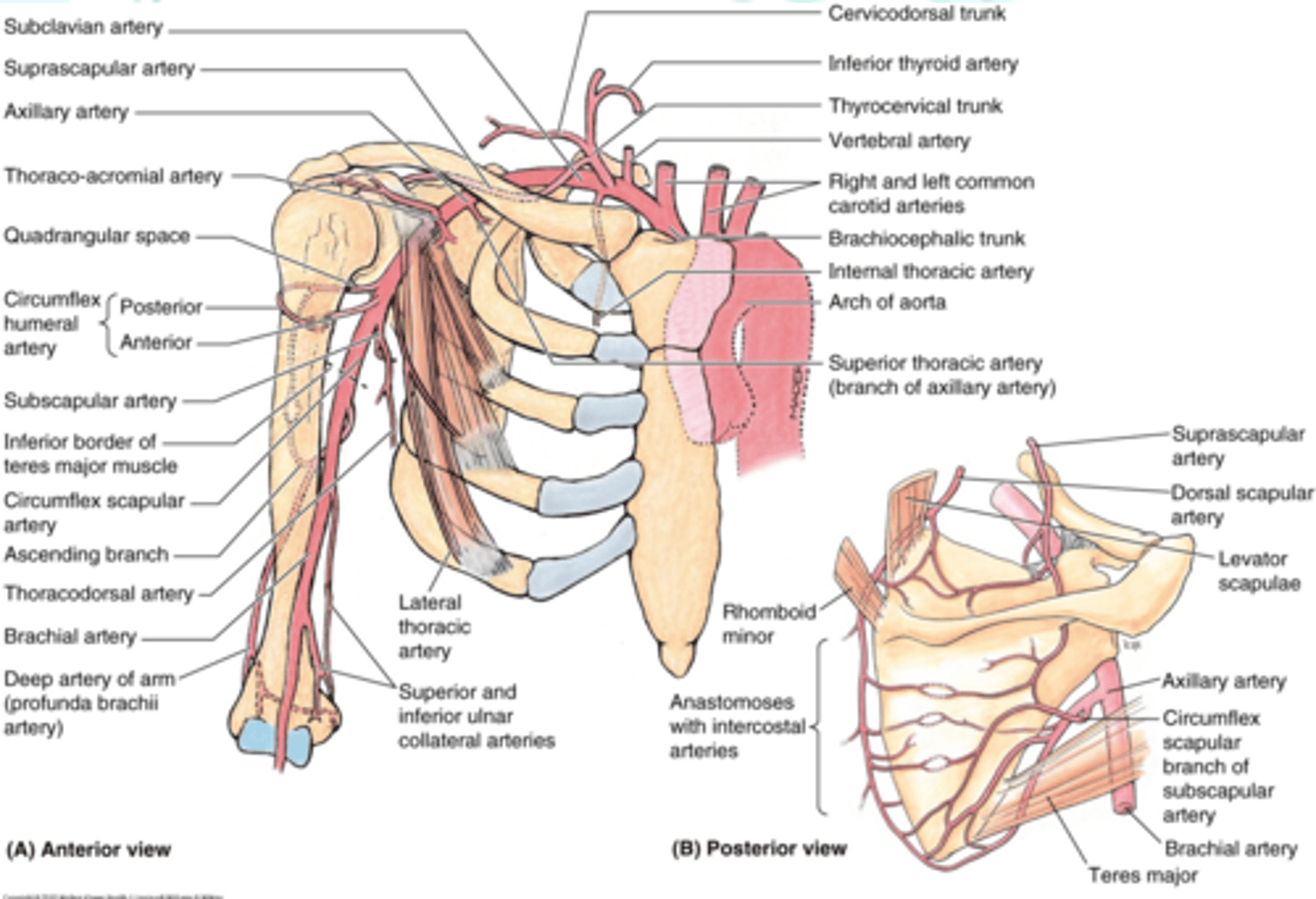 <p>Supplies: medial dorsal region of scapula and associated muscles</p>