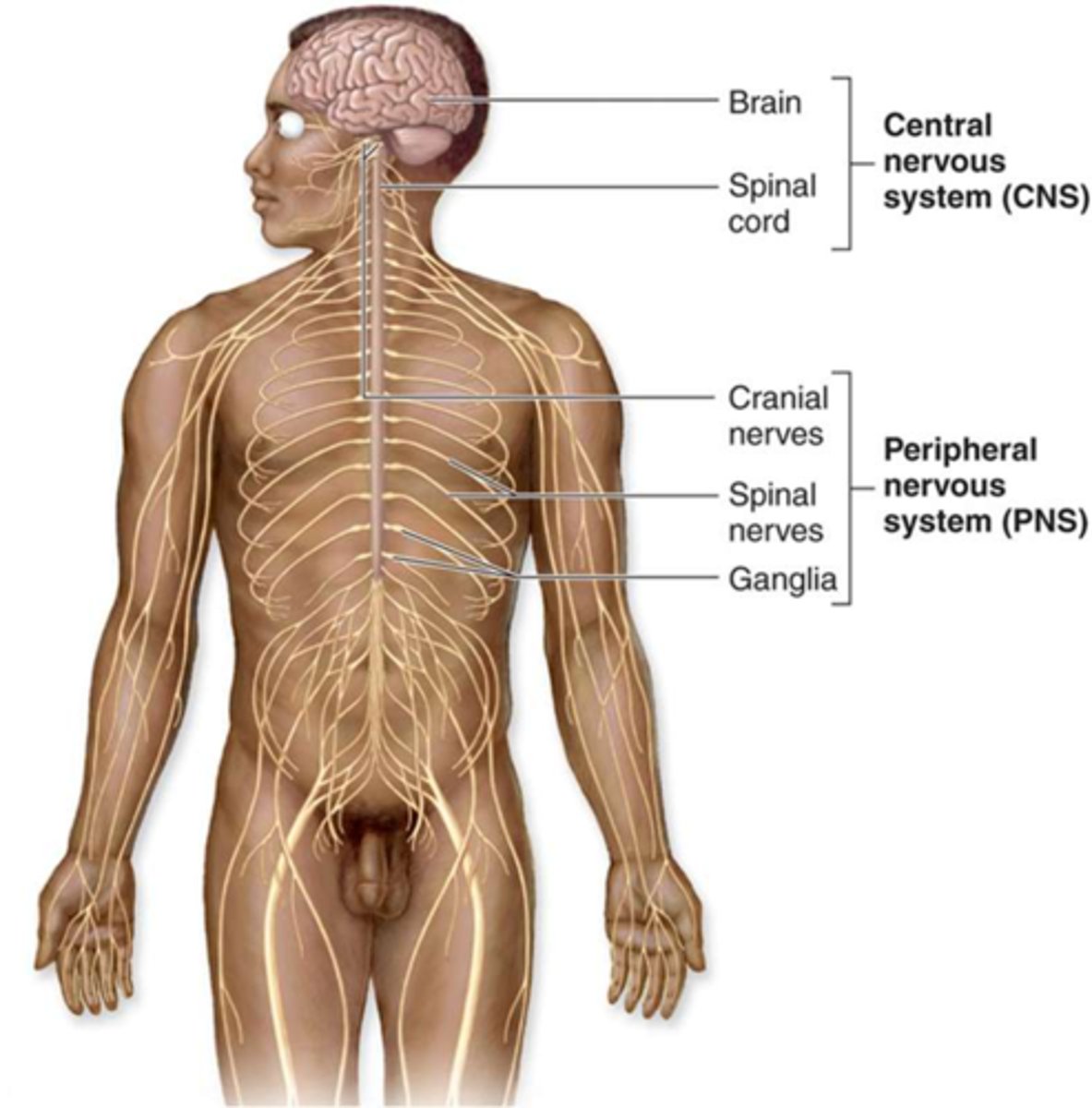 <p>brain, spinal cord, nerves</p>