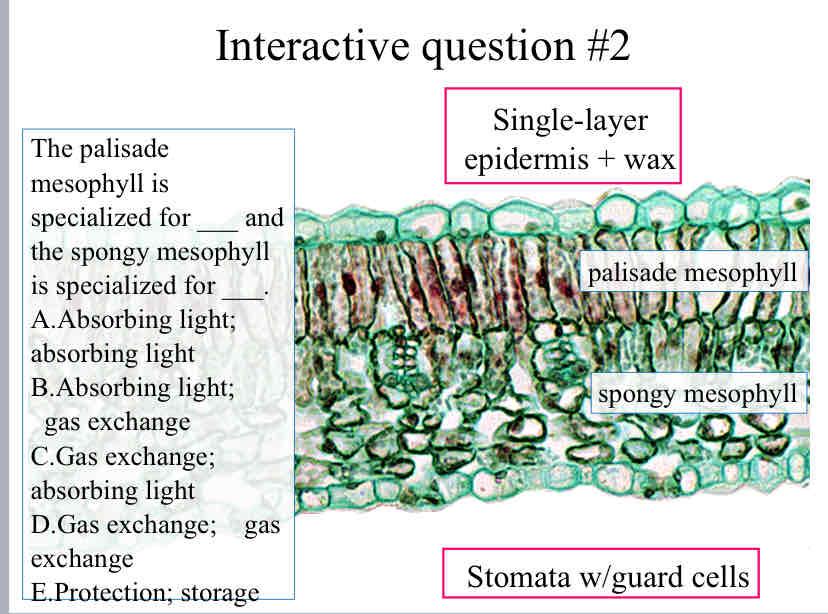 <p>Practice Question (Mesophytes) - The palisade mesophyll is specialized for ___ and the spongy mesophyll is specialized for ___.</p>