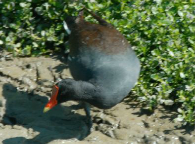 <p>Identify the species shown:&nbsp;</p>