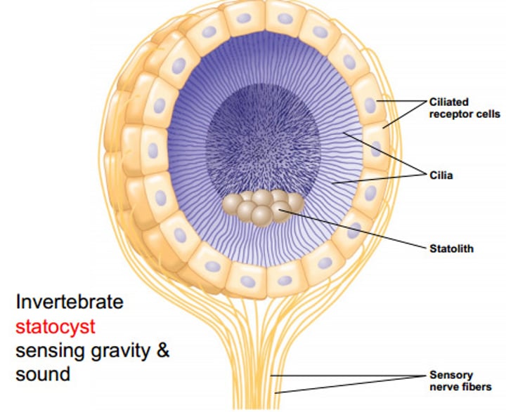 <p>a small organ of balance and orientation in some aquatic invertebrates, consisting of a sensory vesicle or cell containing statoliths.</p>