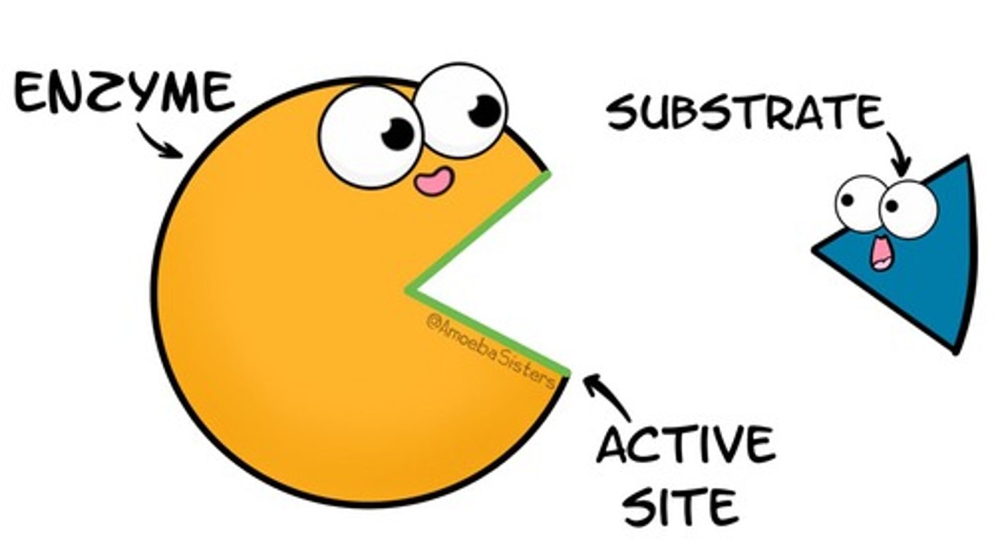 <p>The active site is the region where the substrate binds to the enzyme.</p>