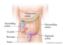 <ul><li><p>food not broken down and used moves into the colon as a waste product </p></li><li><p>water is absorbed and stool is formed </p></li></ul><p></p>