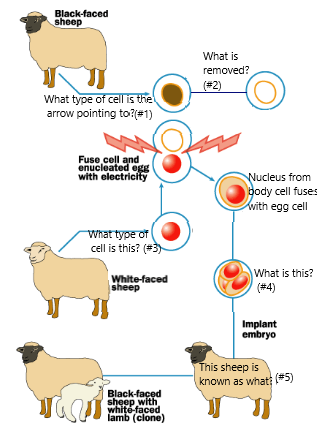 <p>Why does the cloned lamb have a white face and not a black face like the foster mother?</p>