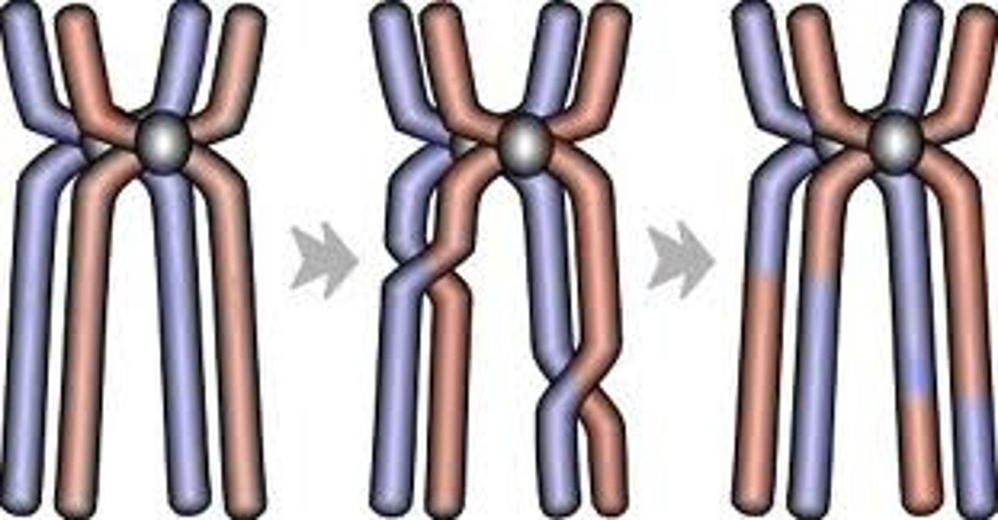 <p>Exchange of genetic material between nonsister chromatids.</p>