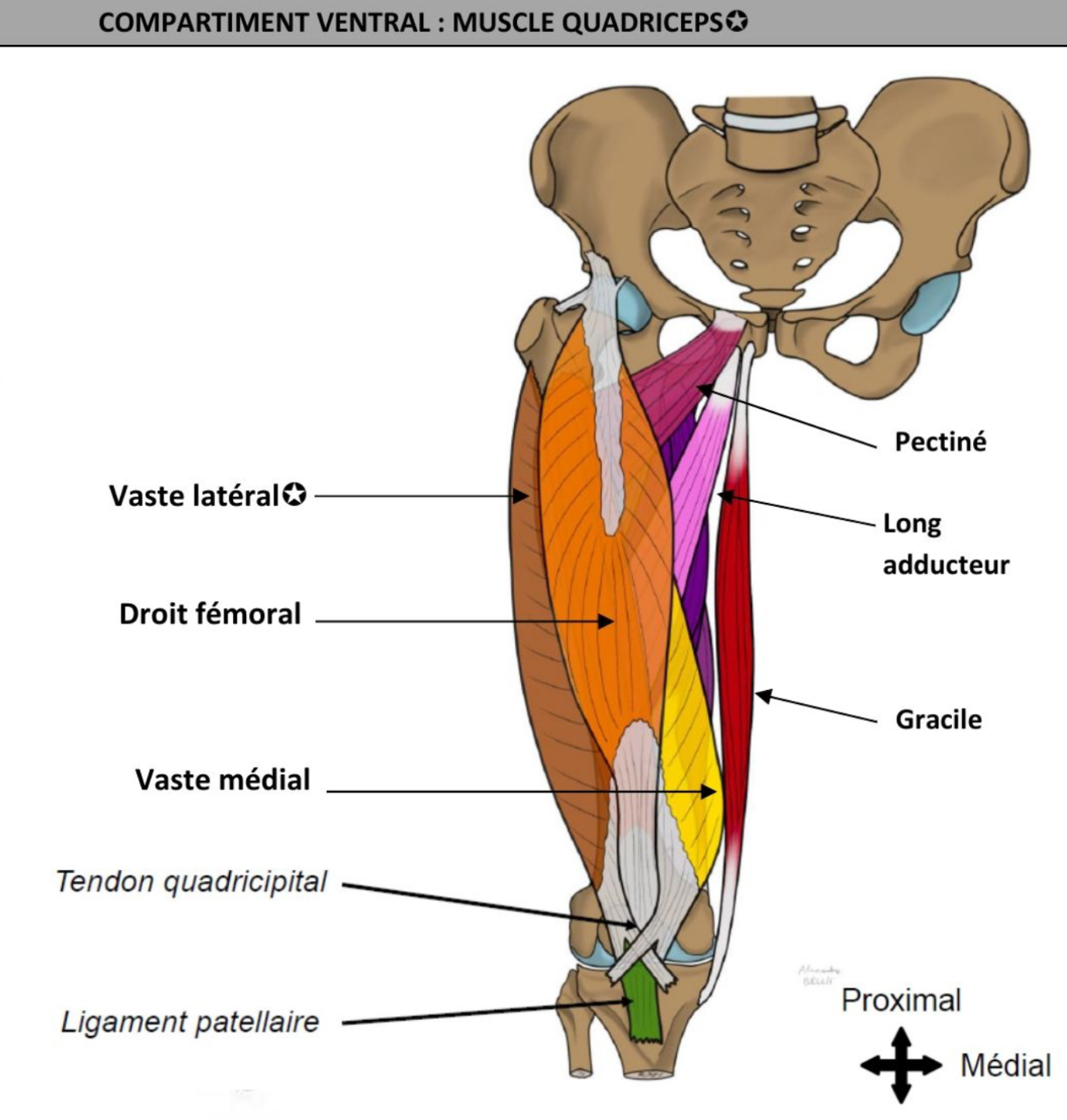 <ul><li><p>chefs vastes latéral &amp; médial s’enroulent autour diaphyse fémorale ventralement </p></li><li><p>Terminaison sur la patella </p></li></ul><p>→ via tendon unique &amp; commun aux 4 chefs = tendon quadricipital : en continuité avec ligament patellaire (relie le bord distal de la patella a la tuberosité tibiale antérieure) </p><p>→ terminaison en partie croisée autour patella : insertion sur tubercules infra-condylaires via retinaculums patellaires longitudinaux </p><ul><li><p>extenseur de genou, fléchisseur de hanche uniquement pour muscle droit fémoral </p></li><li><p>Nerf fémoral </p></li></ul><p></p>