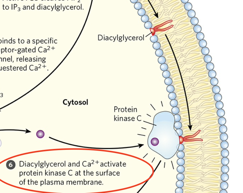 <p>Activates PKC (with Ca²⁺)</p>