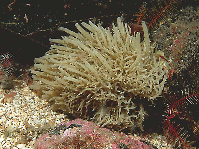 <p>Porifera; small branching sponge</p>