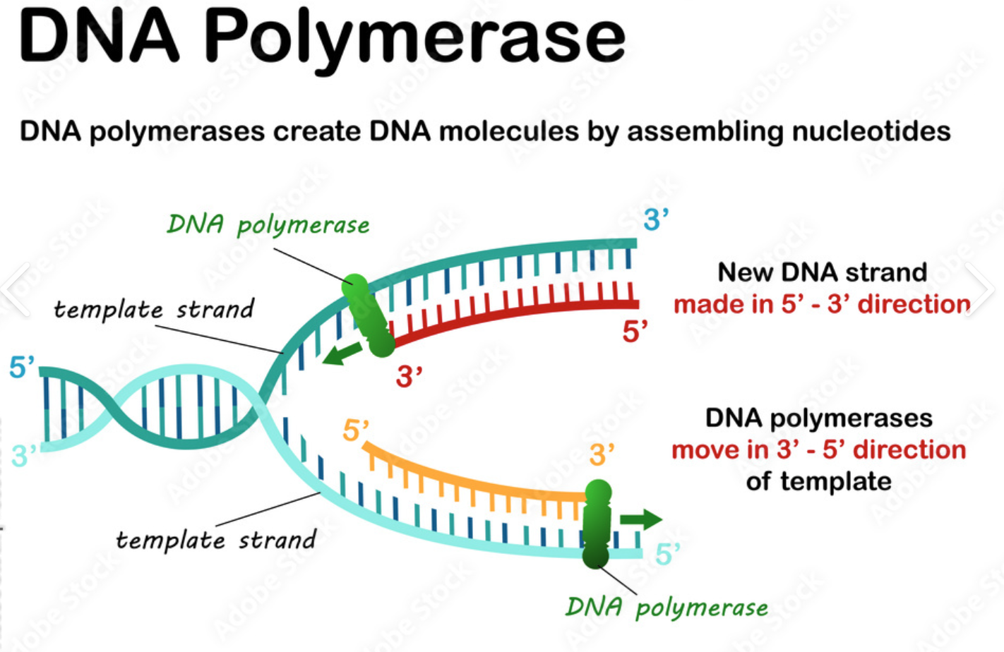 <p>ensures the correct base pair is formed <br>Catalyzes the synthesis of DNA in the 5' to 3' direction using a DNA strand as a template.</p><p>Nucleoside triphosphates base pairs met the base of the DNA template strand (3’) which forms a phosphodiester bond between the growing DNA and the new nucleotide.</p><p></p><p>van skills training:</p><p>DNA polymerase checks whether the correct nucleotide is bound to the DNA template before the nucleotide is covalently coupled to the newly synthesized DNA strand. In case a mistake is made (1 per 107 nucleotides), the enzyme uses “proofreading” activity.</p><p></p><p>During proofreading, the new DNA strand partially detaches van the template. DNA polymerase <strong>changes conformation</strong>, thus moving the wrong nucleotide van the <strong>polymerizing-site</strong> to the <strong>editing-site</strong> (error-correcting catalytic site). The wrongly inserted nucleotide is removed van the new DNA strand by a nuclease in the editing-site.</p><p></p><p></p>