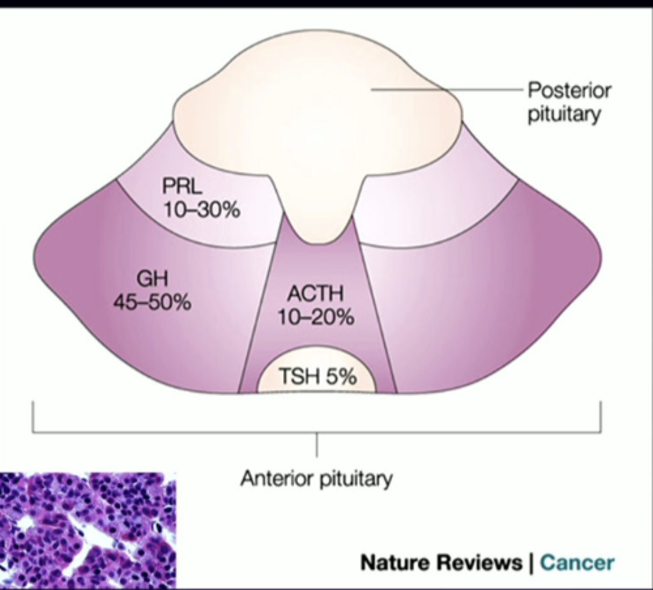 <p>anterior pituitary cell types (-trophs)</p><p>follicle-stimulating hormone </p>