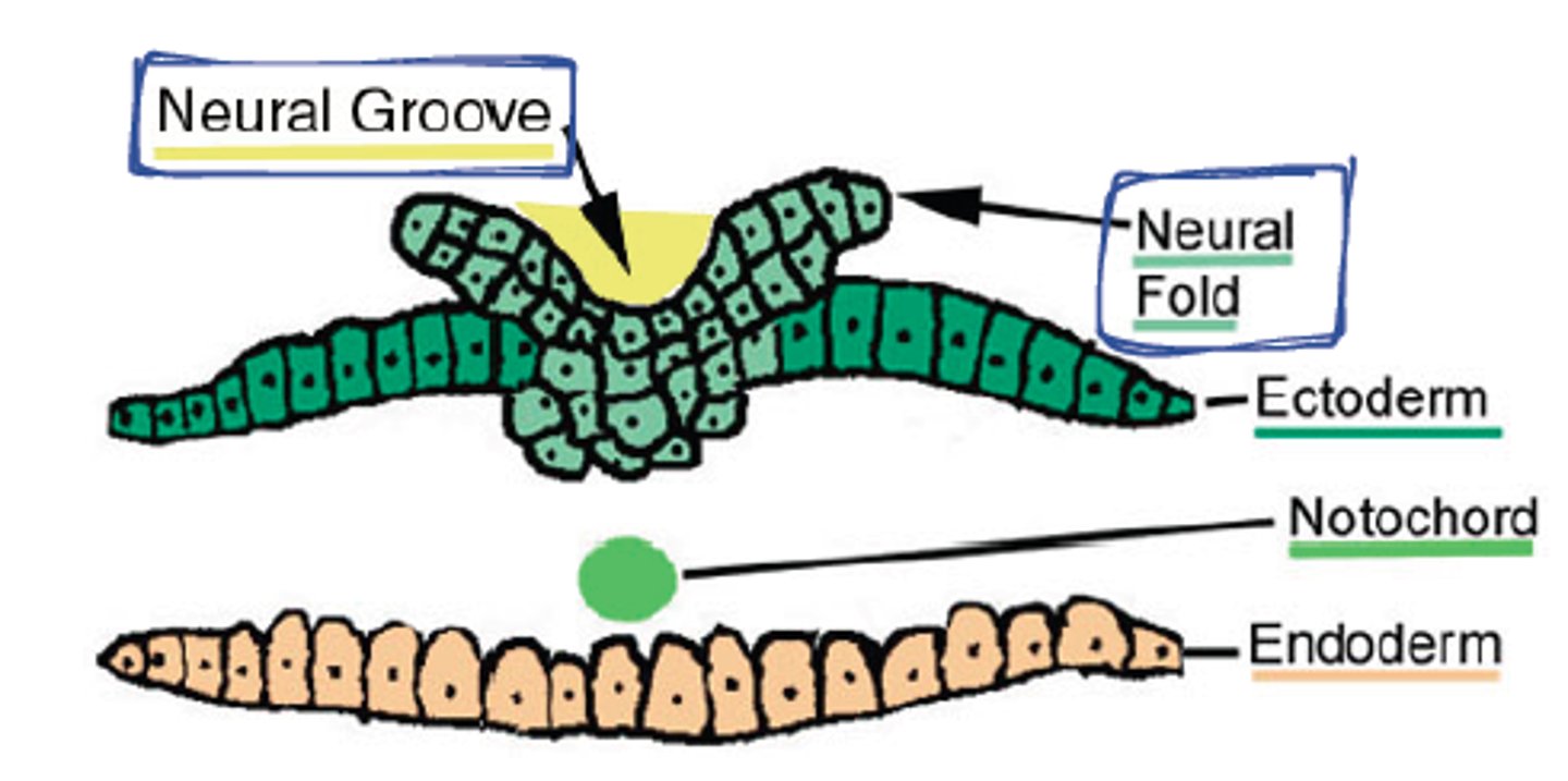 <p>invagination of neural plate along the central axis around day 18</p>