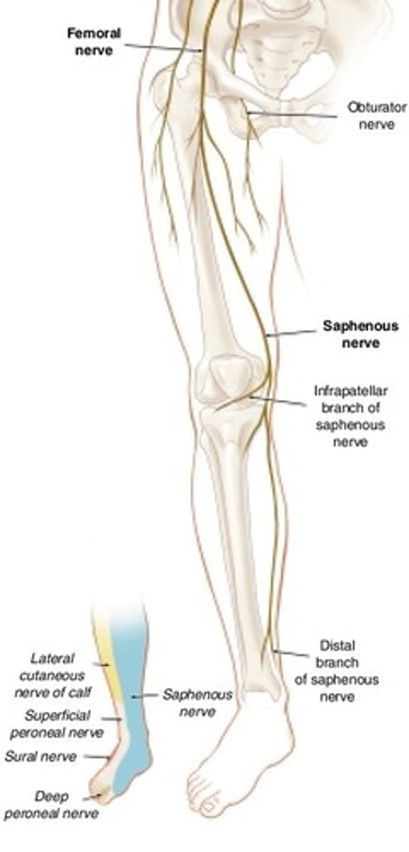 <p>One of the nerves supplying the lower limb</p>