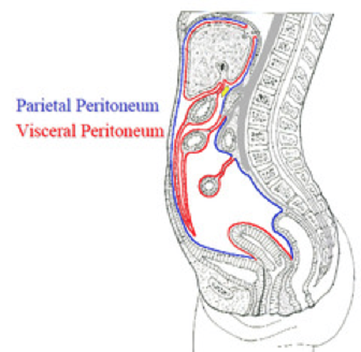 <p>1. ANS<br>-often poorly localized, dull achy pain<br><br>2. spinal somatic nerves <br>-often localized very sharp pain</p>
