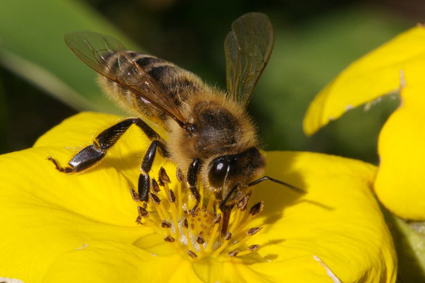 <p>Order Hymenoptera<br>Sub-phylum Insecta</p>