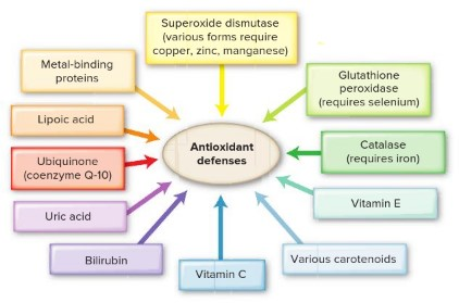<p><span>Enzyme systems that function as part of our body's antioxidant defense system include:</span></p>