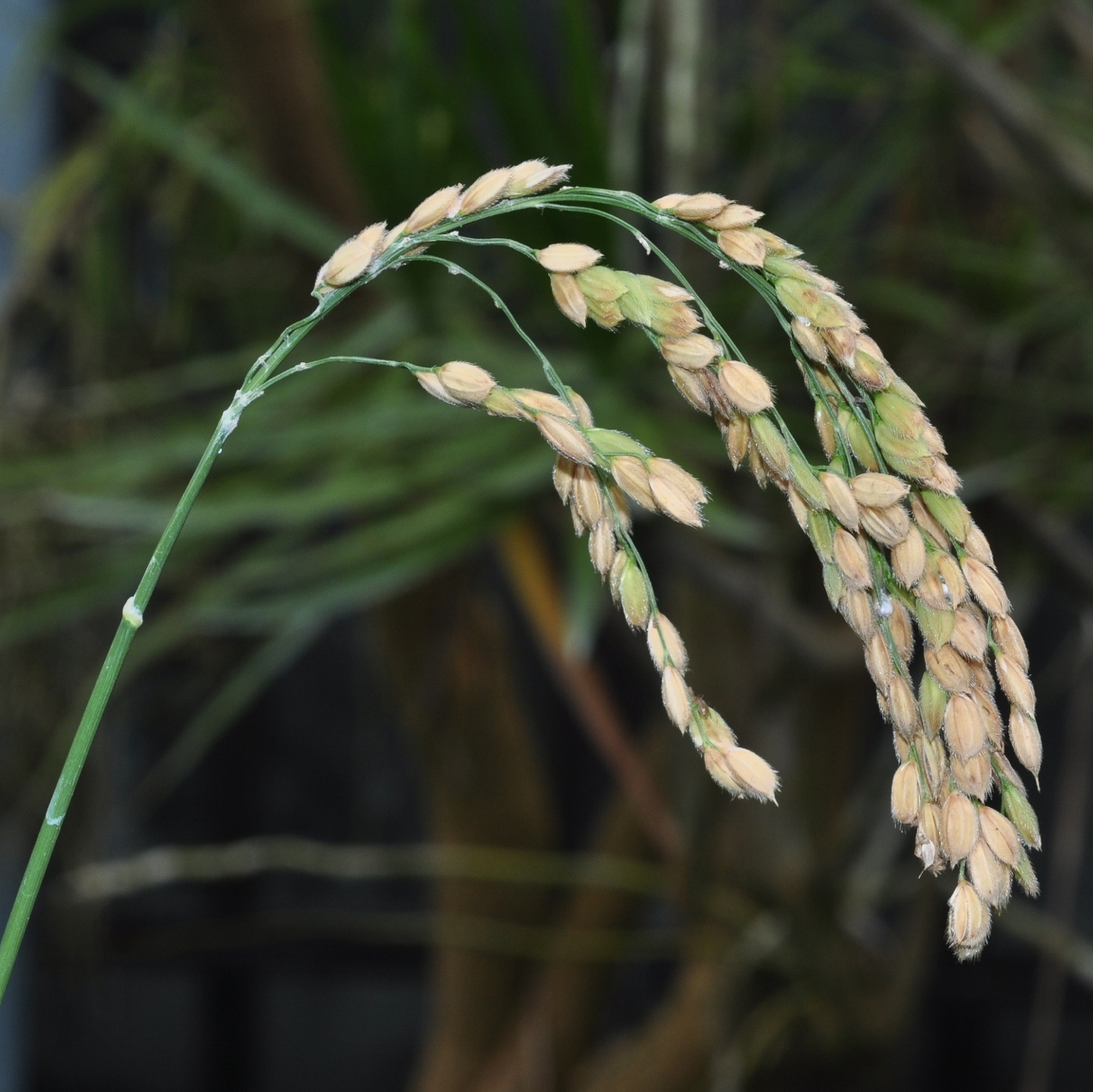 <p>What are the identifying features of the Poaceae family?</p>