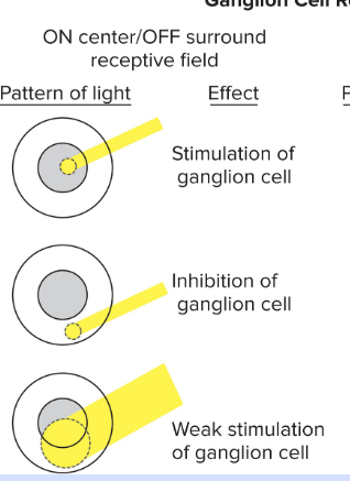 <p>On-Center/Off-Surround Ganglion Cells</p>
