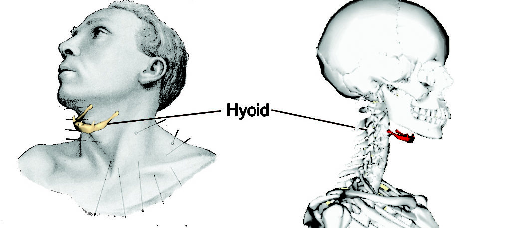 <ul><li><p>supports tongue</p></li><li><p>larynx muscles </p></li></ul><p></p>