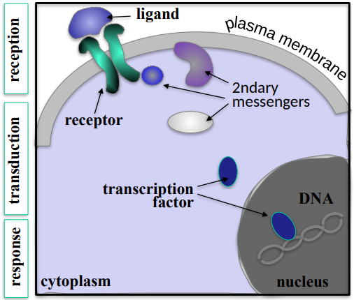 <ul><li><p>Reception, Transduction and Response.</p></li><li><p>Reception is where the ligand binds to a cell surface receptor and activates it, Transduction is when the receptor activation activates a cascade of secondary messenger molecules, whcih transmit the message form the membrane to the nucleus. The response is a transcription factor becoming activated, inducing the transcription of specific target genes.</p></li></ul><p></p>