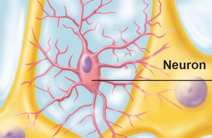<p>phagocytic / destory pathogens (digest) debris</p>
<ul>
<li>part of our defense system in CNS</li>
</ul>