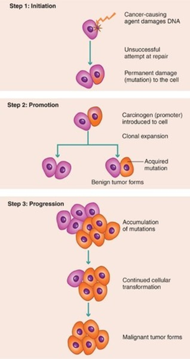 <p>DNA alterations leading to cancer development.</p>