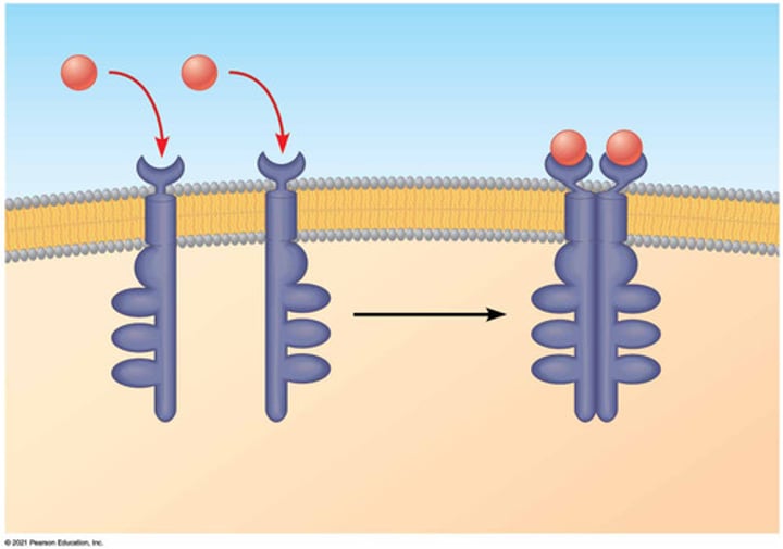 <p>membrane receptors that are activated by dimerization following ligand binding and transfer phosphate groups from ATP to another protein; multiple tyrosines in their tails</p>
