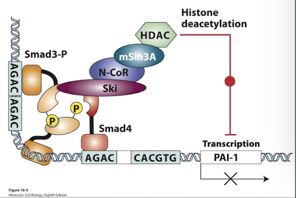 <p>Negative feedback loops regulate TGF-β/ Smad signaling </p><p><strong>Ski </strong>is a TGF-β transcriptional target (Ski= Sloan kettering Institute) </p><p>Ski protein directly represses Smad function by preventing Smad4 from binding phosphorylated Smad3 </p><p>Ski and a related protein Sno were identified as cancer-promoting oncoproteins. Their expression is elevated in many cancers. </p><p>The growth-inhibitory activity of TGF-β is blocked in cancer when these repressors are over-expressed</p>
